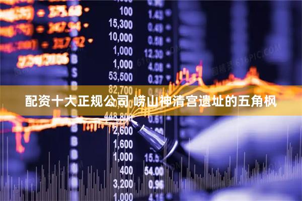 配资十大正规公司 崂山神清宫遗址的五角枫